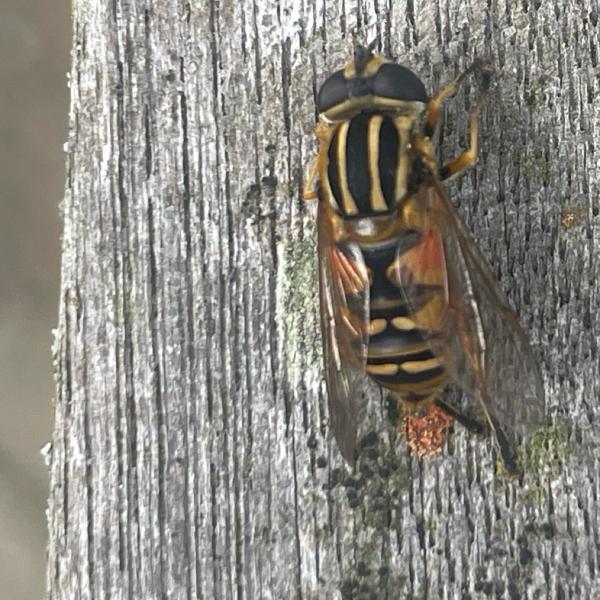 Gewone pendelvlieg (Helophilus pendulus)
